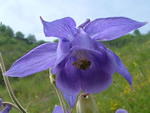 Aquilegia pyrenaica Val d'Aran